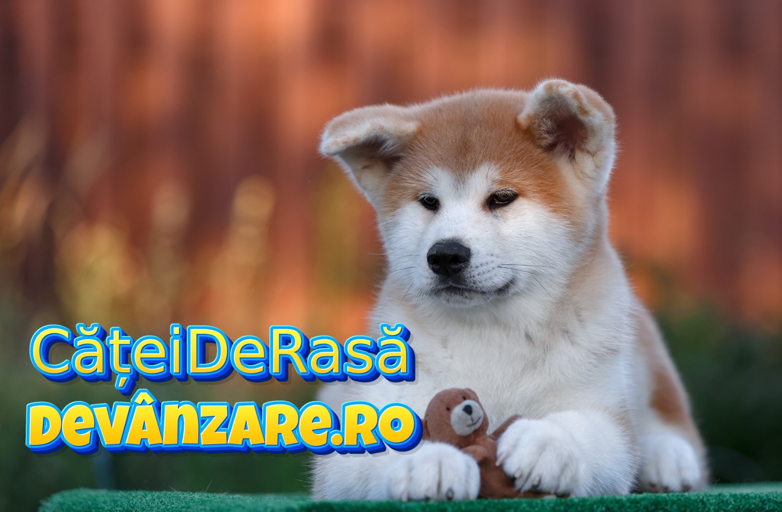 Catei Akita Inu cu microcip si carnet de sanatate