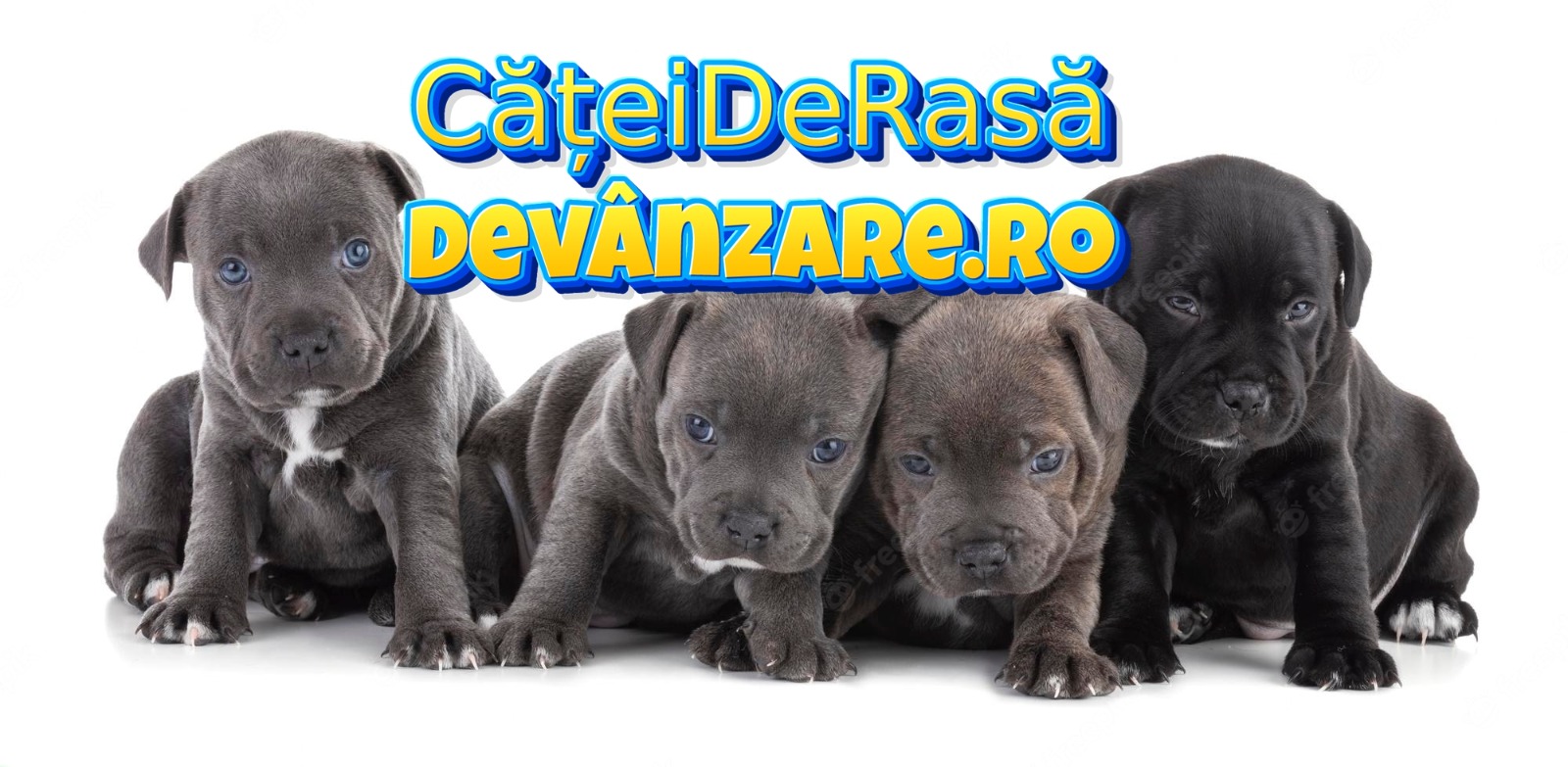 Vindem catei Amstaff cu garantie si carnet de sanatate