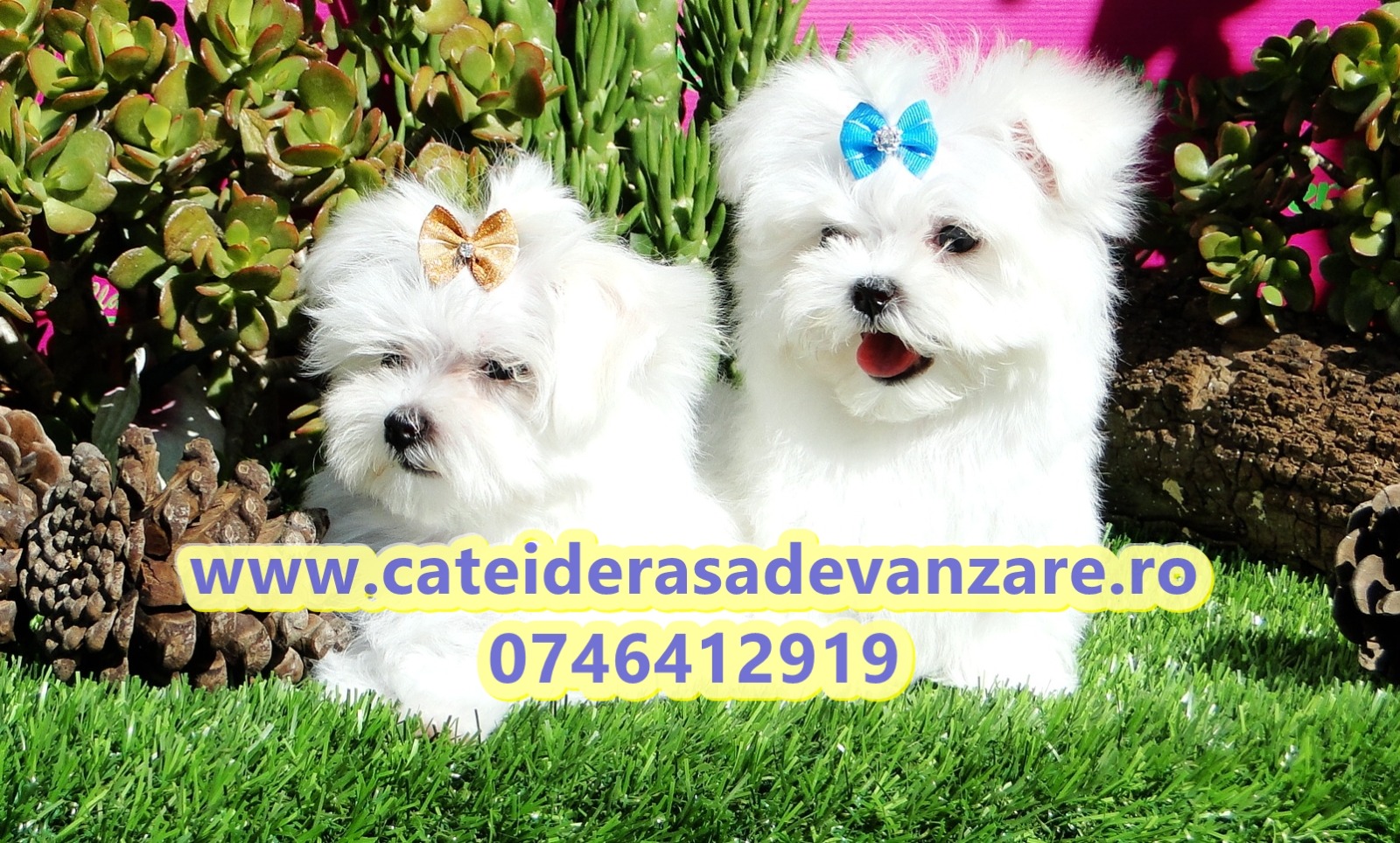 Catei Bichon Maltez 2kg media ca adult cu garantie si carnet de sanatate