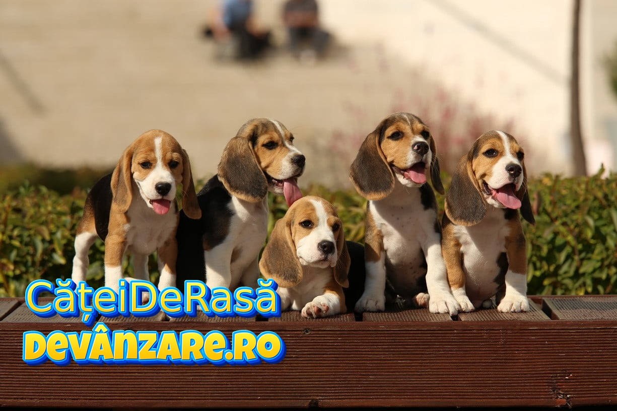 Vindem catei Beagle vaccinati,deparazitati si microcipati