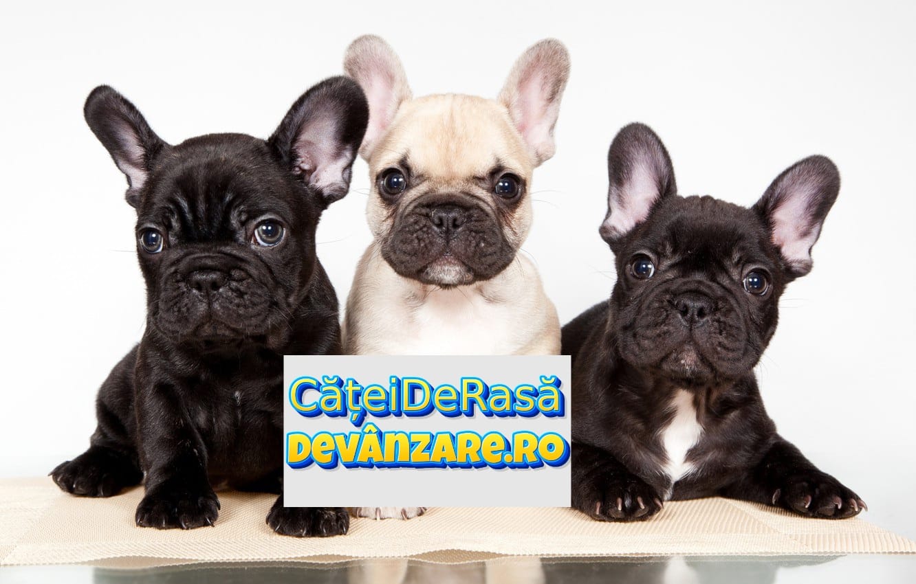 Catei Bulldog Francez rasa pura cu garantie si microcip