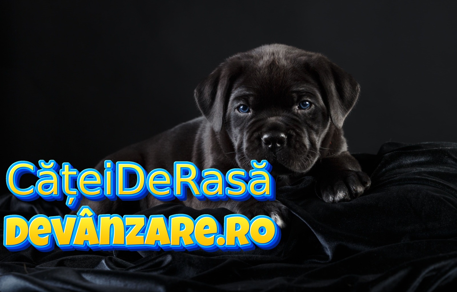 Catei Cane Corso deparazitati,microcipati,cu carnet de sanatate si factura fiscala