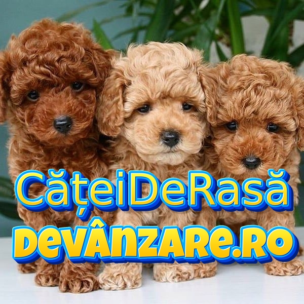 Catei Caniche Pitic cu microcip si carnet de sanatate