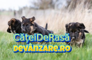 Ciobanesc-german-Logo