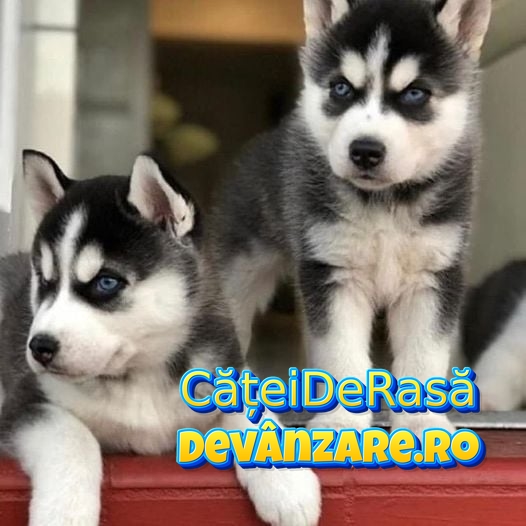 Catei Husky Siberian cu microcip,garantie si factura fiscala