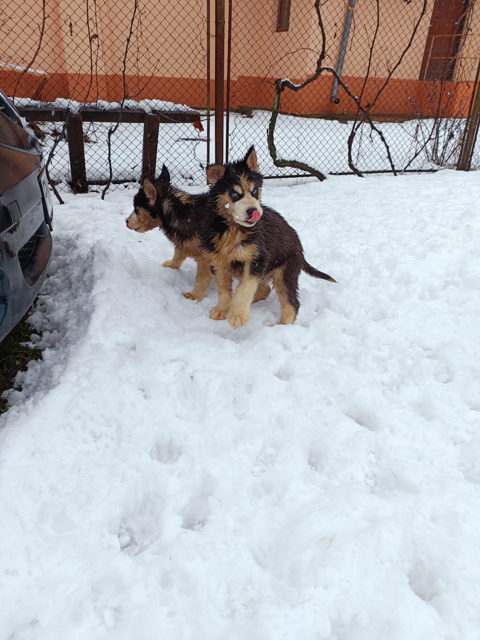 Husky Siberian rasa pura