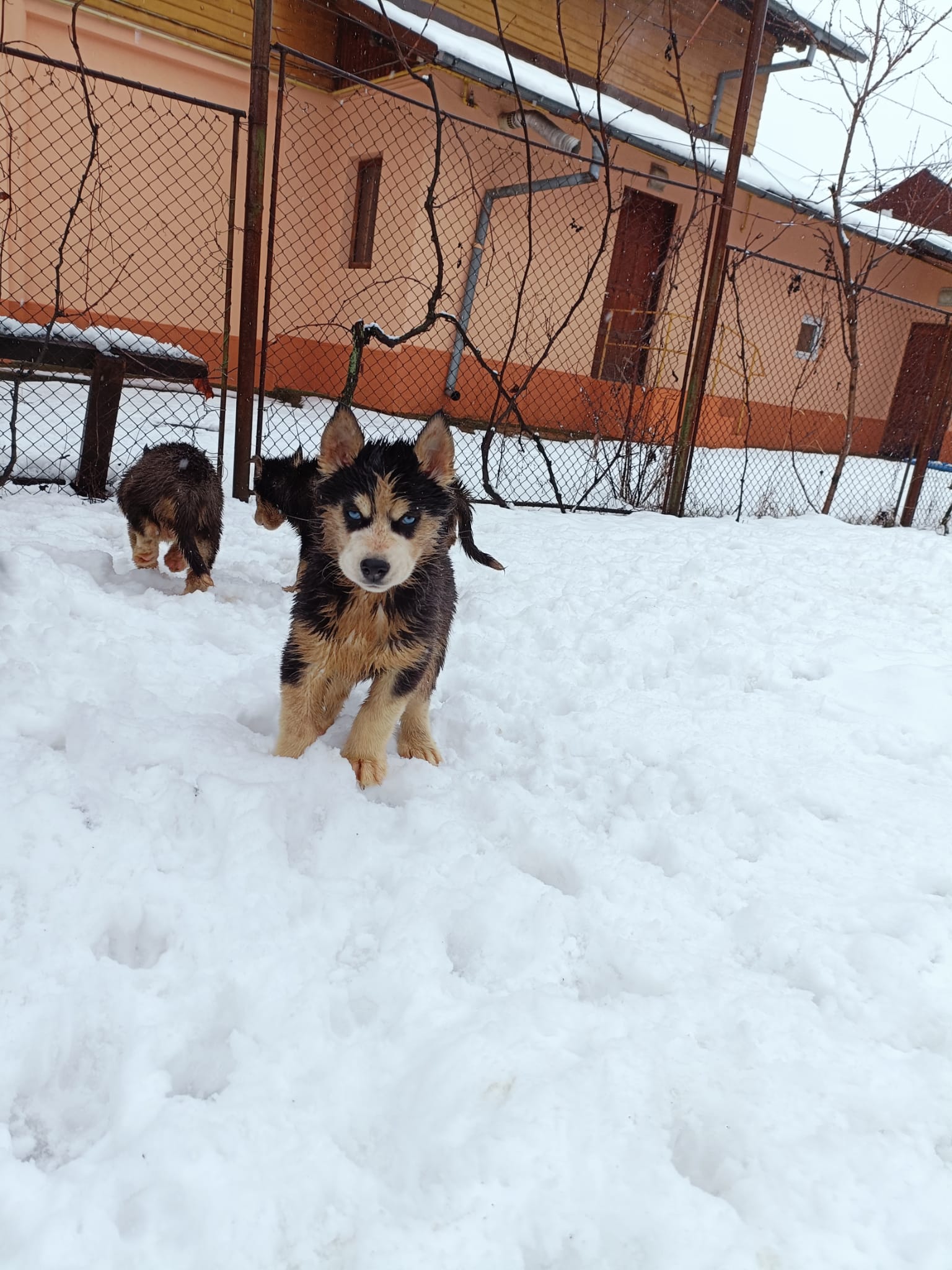 Husky Siberian rasa pura