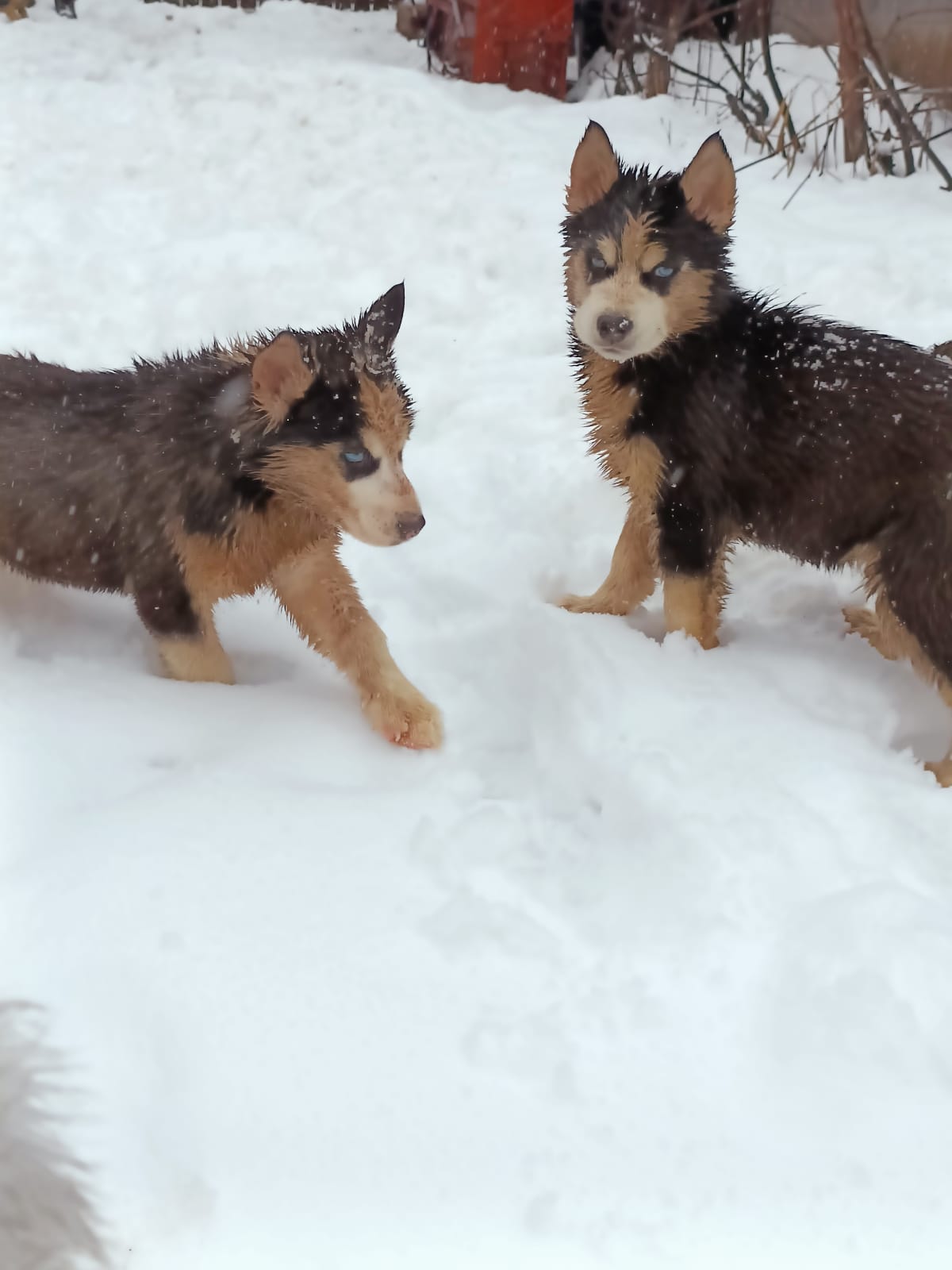 Husky Siberian rasa pura