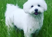 Suntem 2 bichoni și căutăm femelă pentru montă!