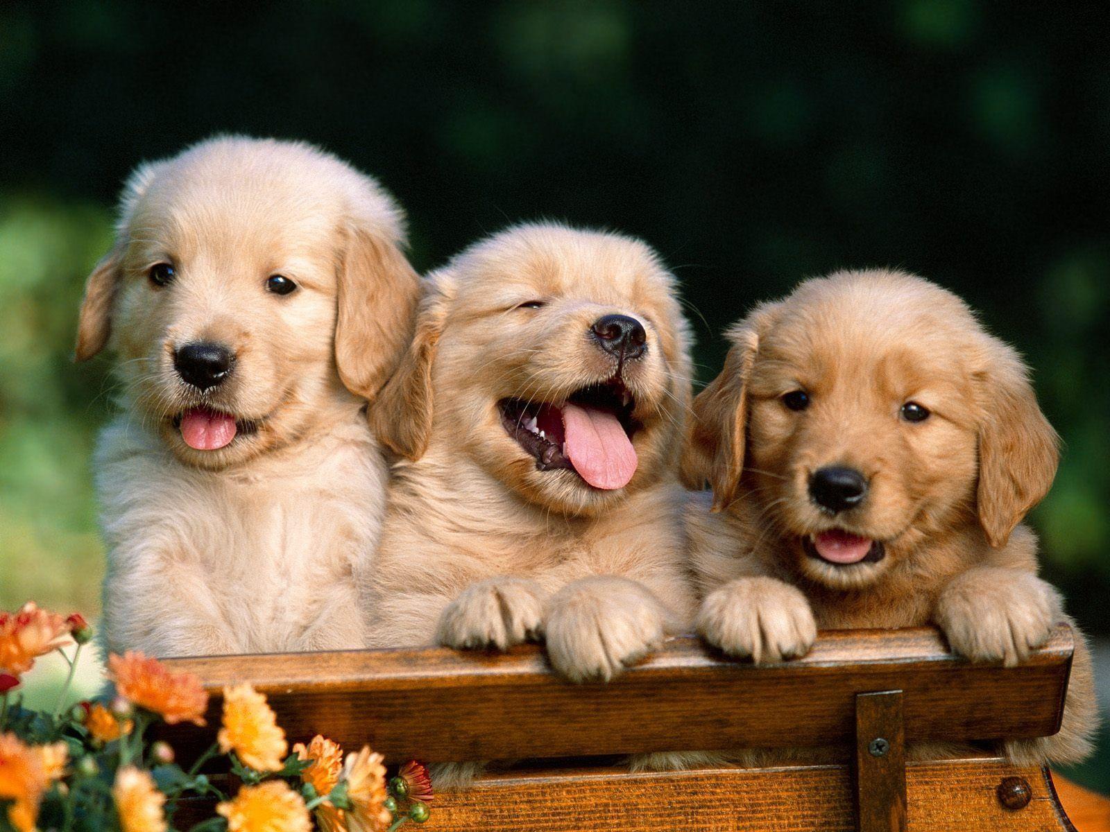 Catei Golden Retriever cu microcip si carnet de sanatate