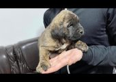 Cane corso