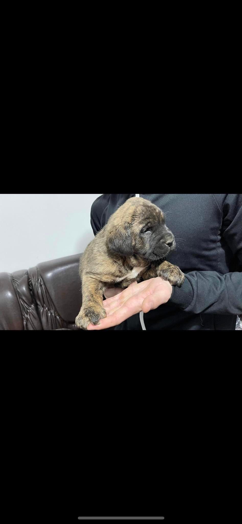 Cane corso