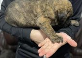 Cane corso