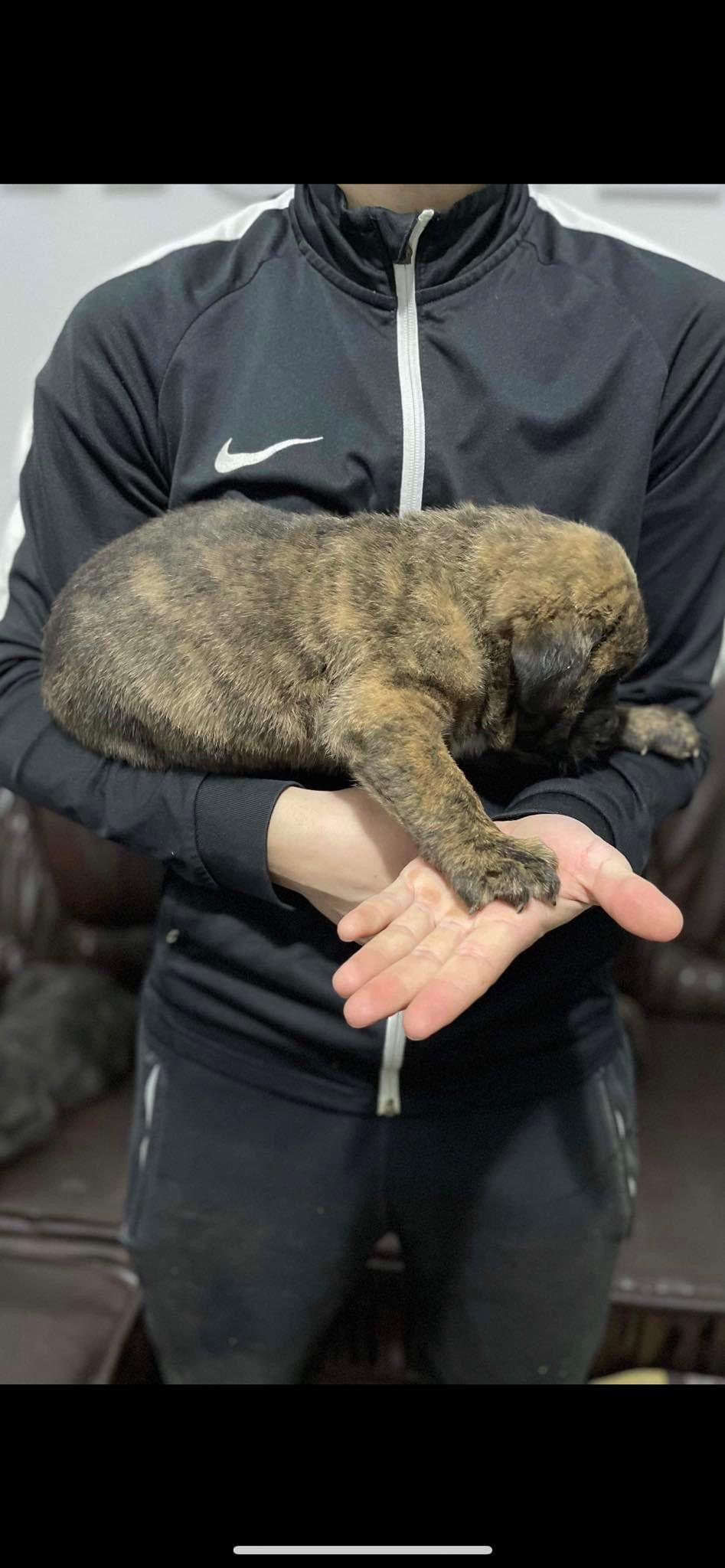 Cane corso