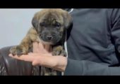 Cane corso