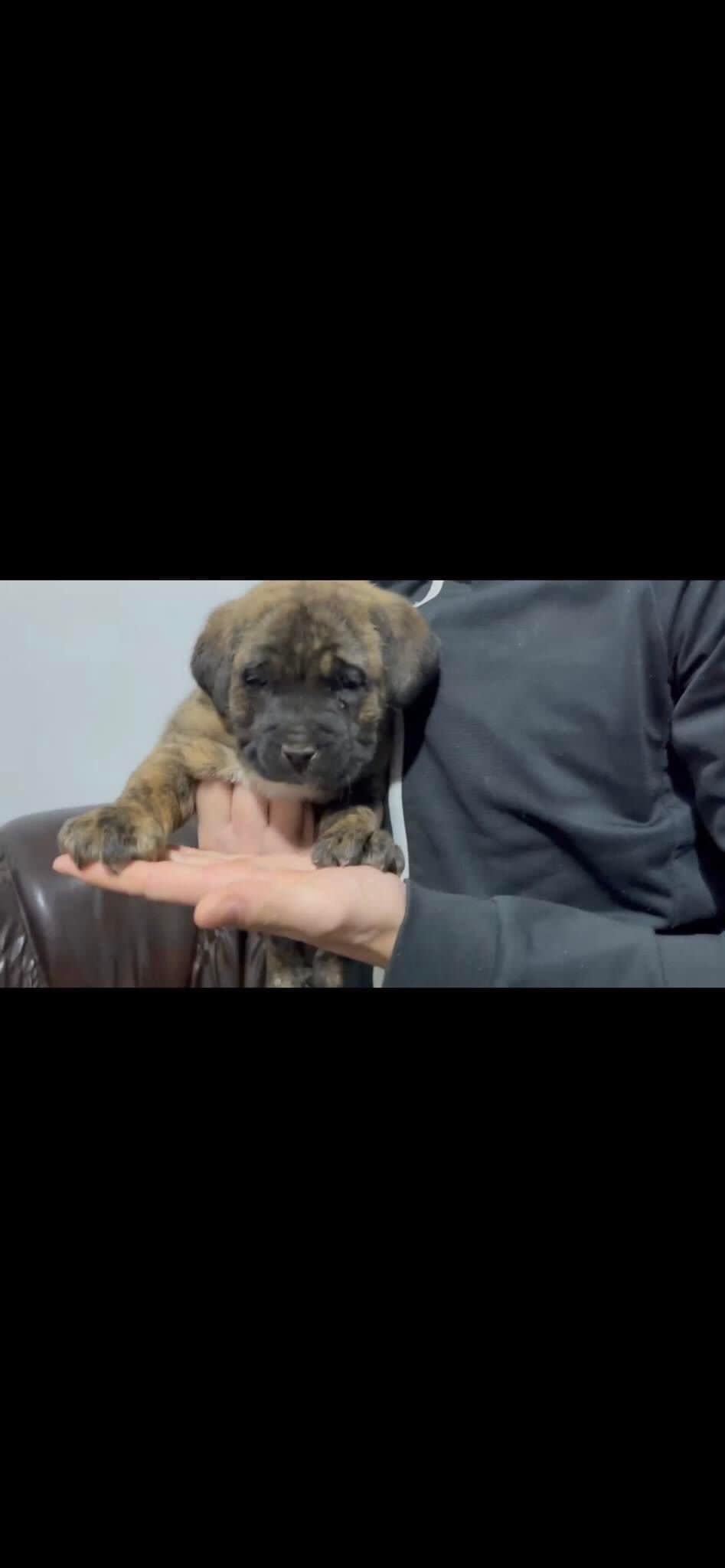 Cane corso