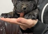 Cane corso