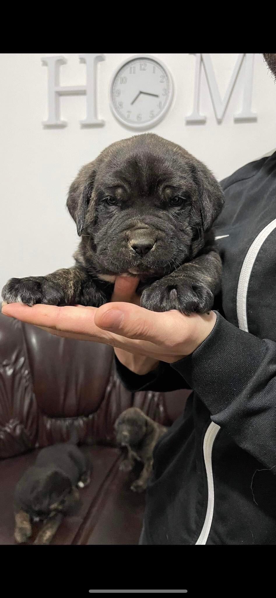 Cane corso