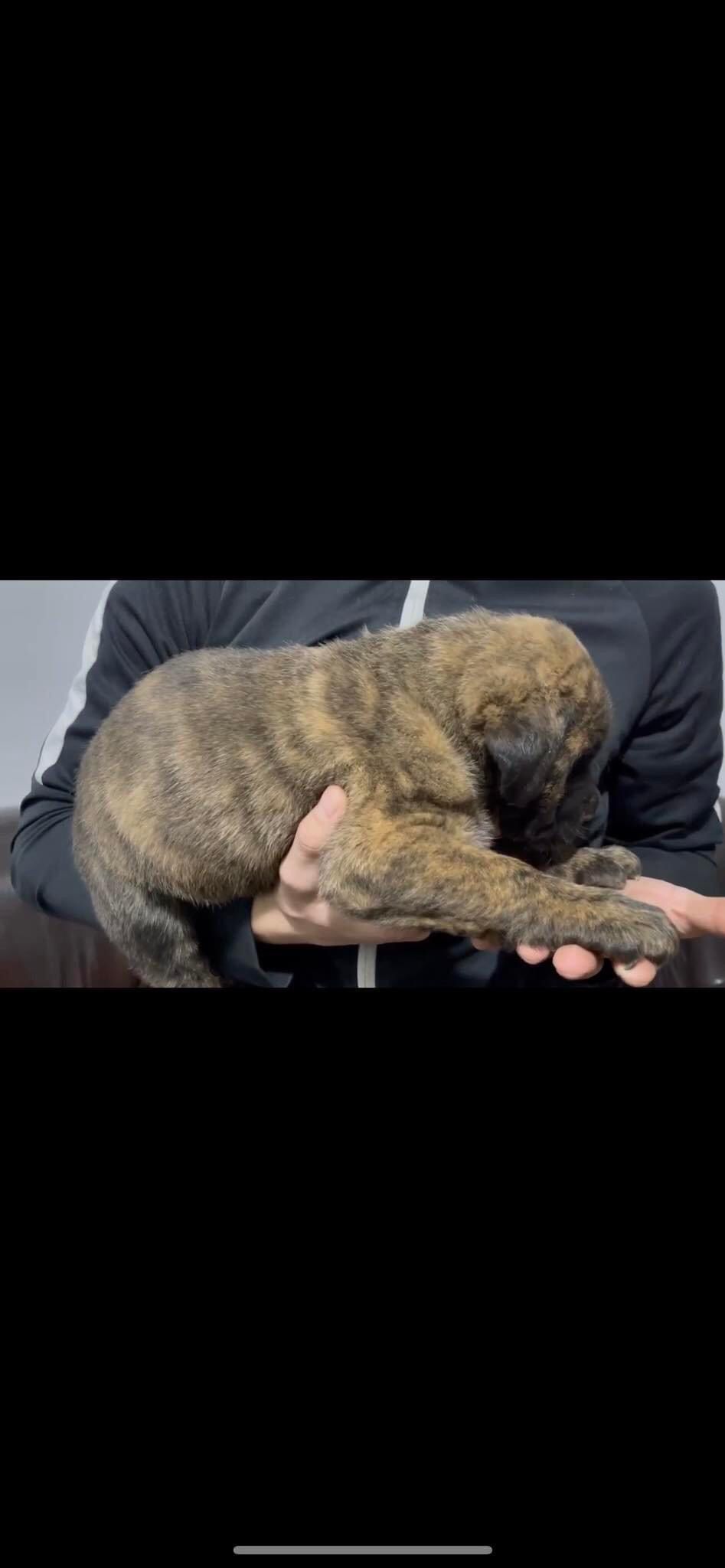 Cane corso