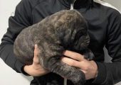 Cane corso