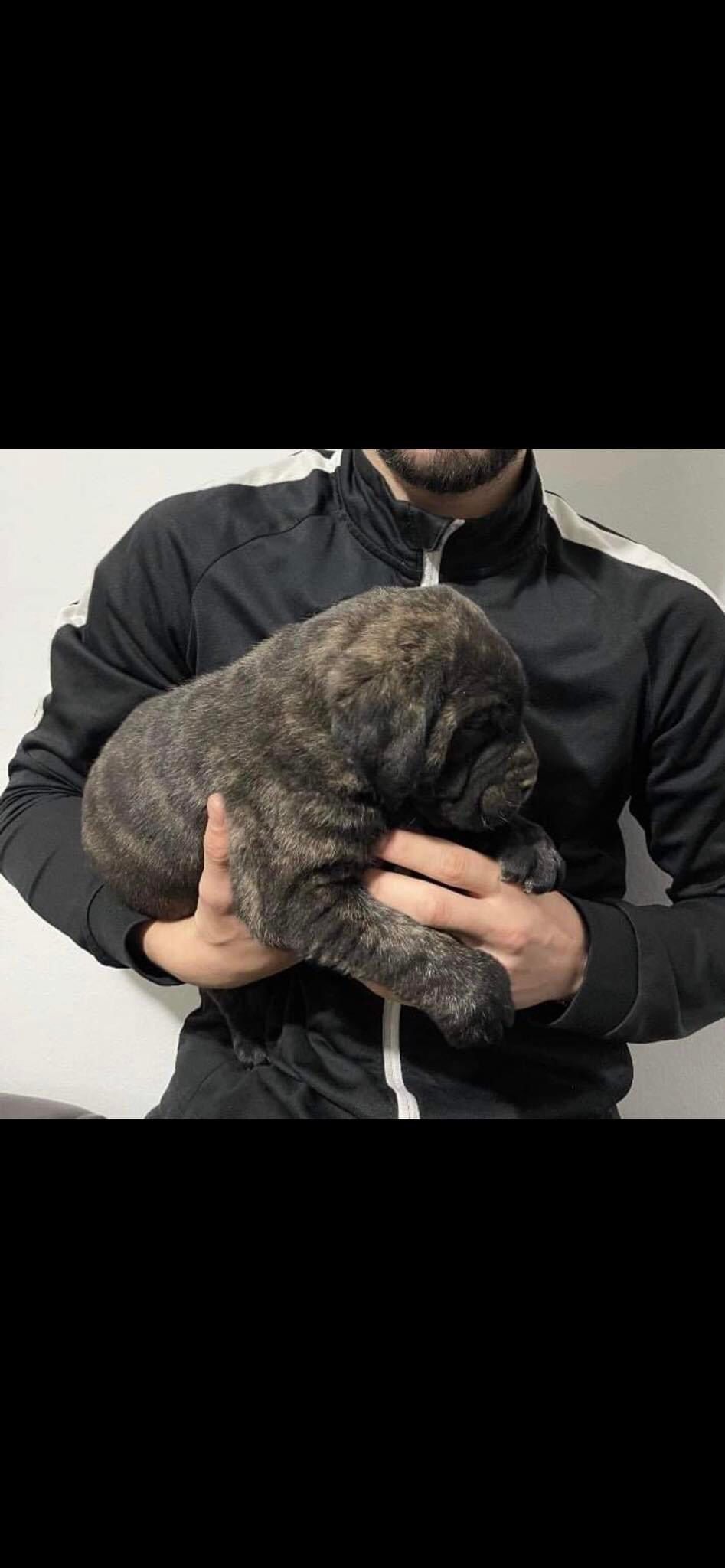 Cane corso