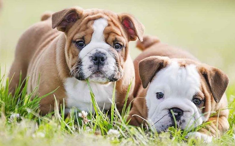 Puiuti Bulldog Englez de vanzare cu carnet de sanatate,garantie si factura fiscala