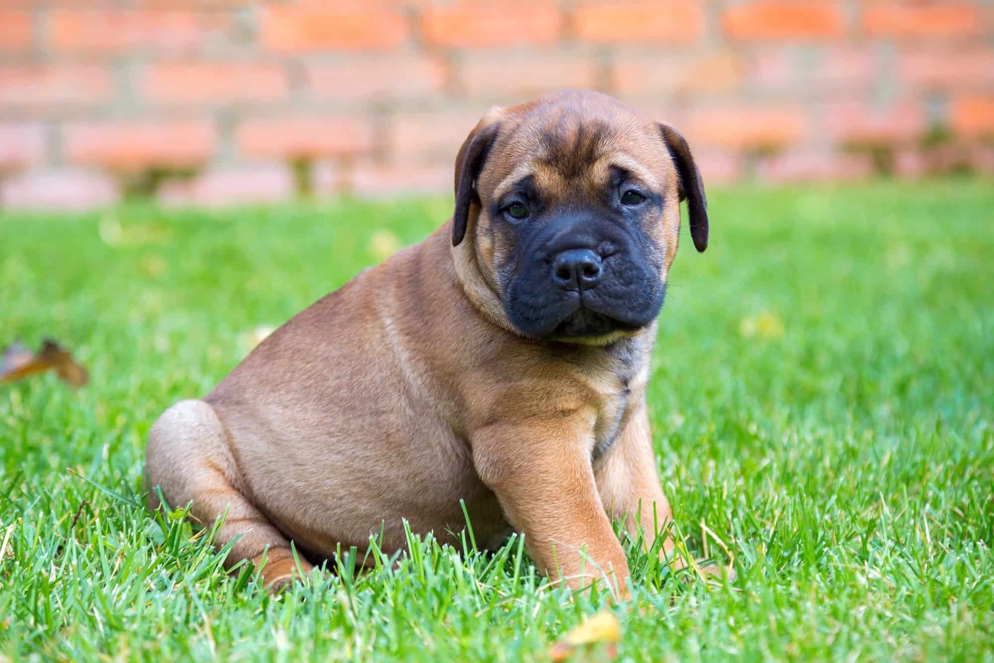 Catei Bullmastiff vaccinati,deparazitati,cu microcip si garantie
