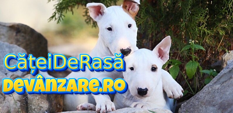Catei Bull Terrier cu carnet de sanatate,microcip si factura fiscala
