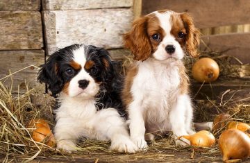 Cavalier-King-Charles