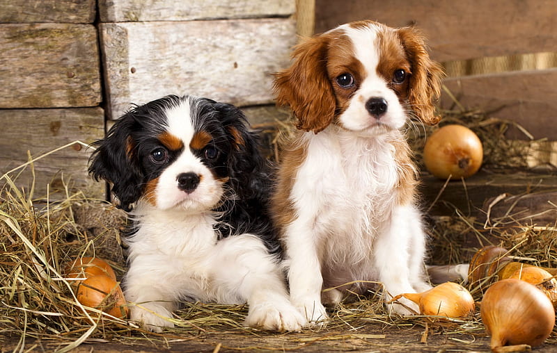 Puiuti Cavalier King Charles cu microcip si carnet de sanatate