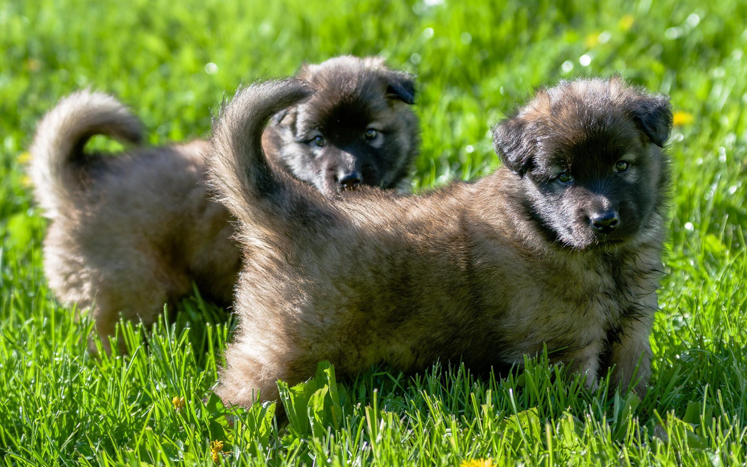 Catei Ciobanesc Caucazian cu microcip,garantie si factura fiscala