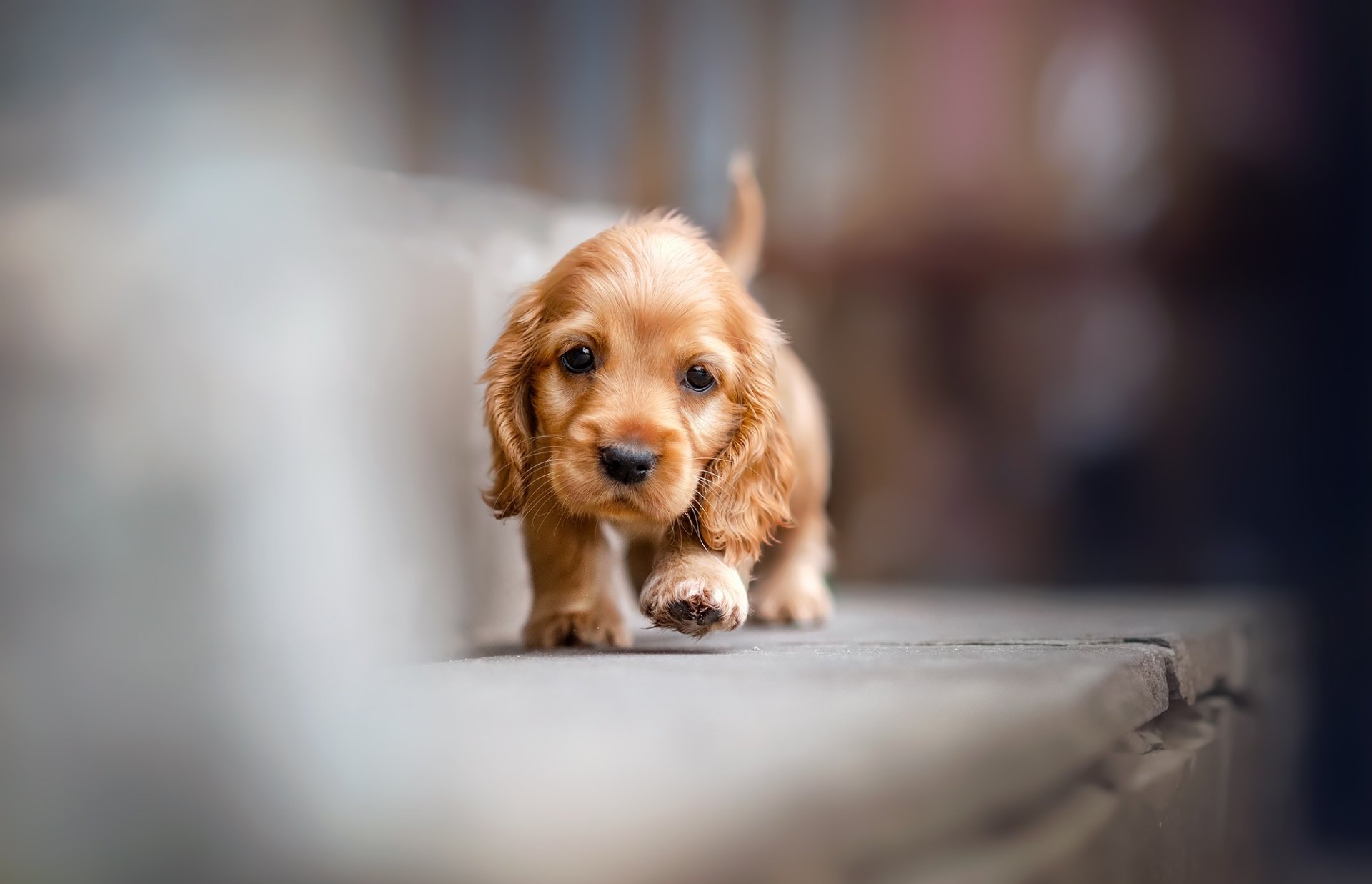 Catei Cocker Spaniel de vanzare cu carnet de sanatate,garantie si factura fiscala