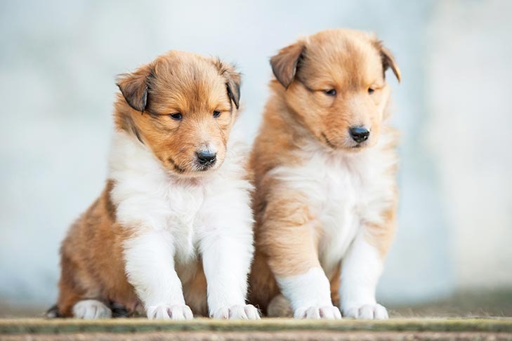 Puiuti Collie cu garantie,microcip si factura fiscala