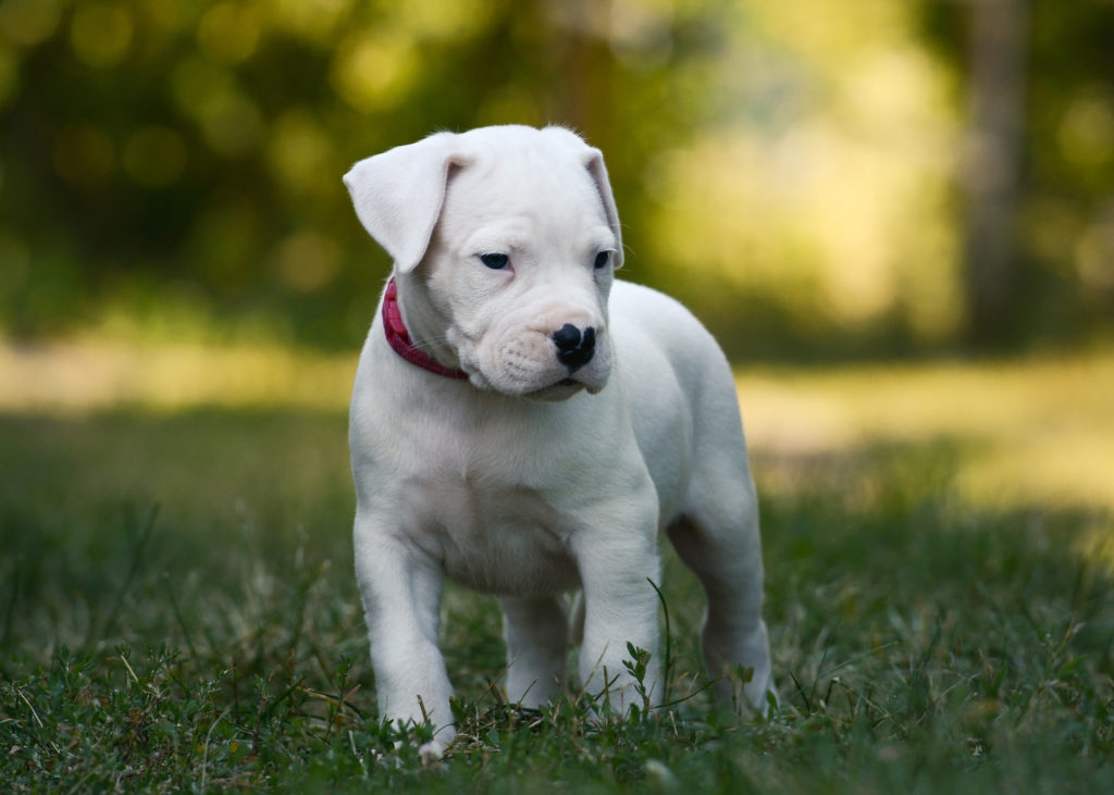 Catei Dog Argentinian cu microcip,carnet de sanatate si factura fiscala