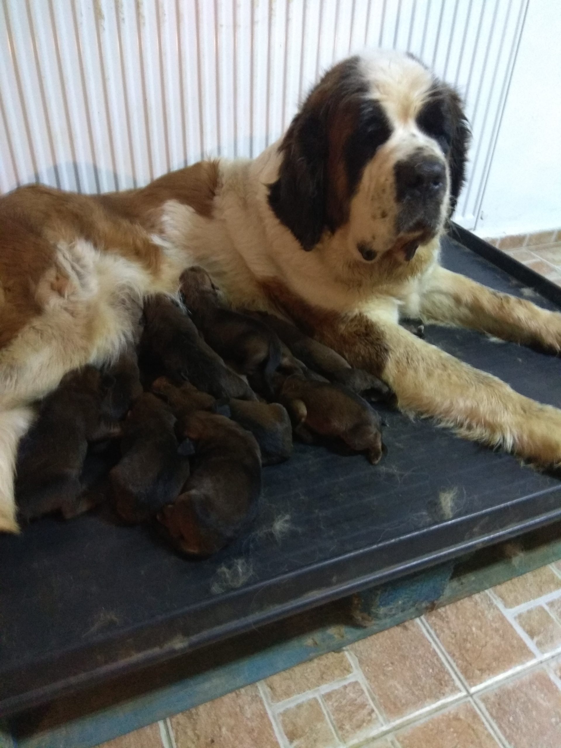 Vând Saint Bernard
