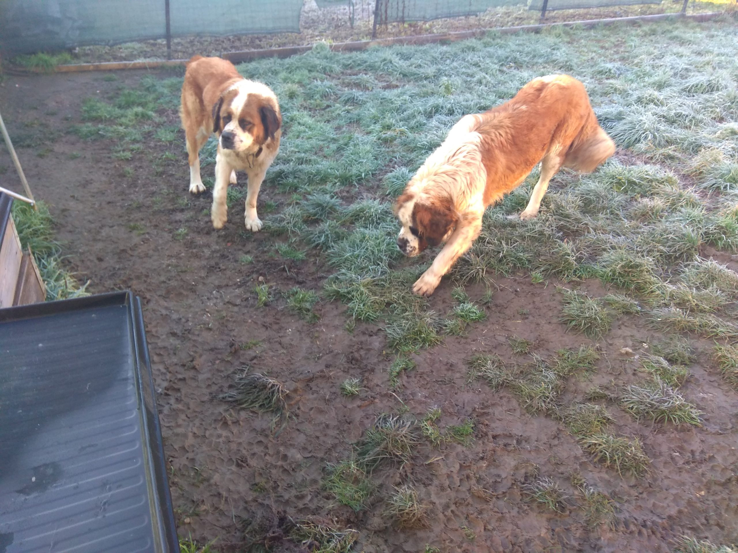 Vând Saint Bernard