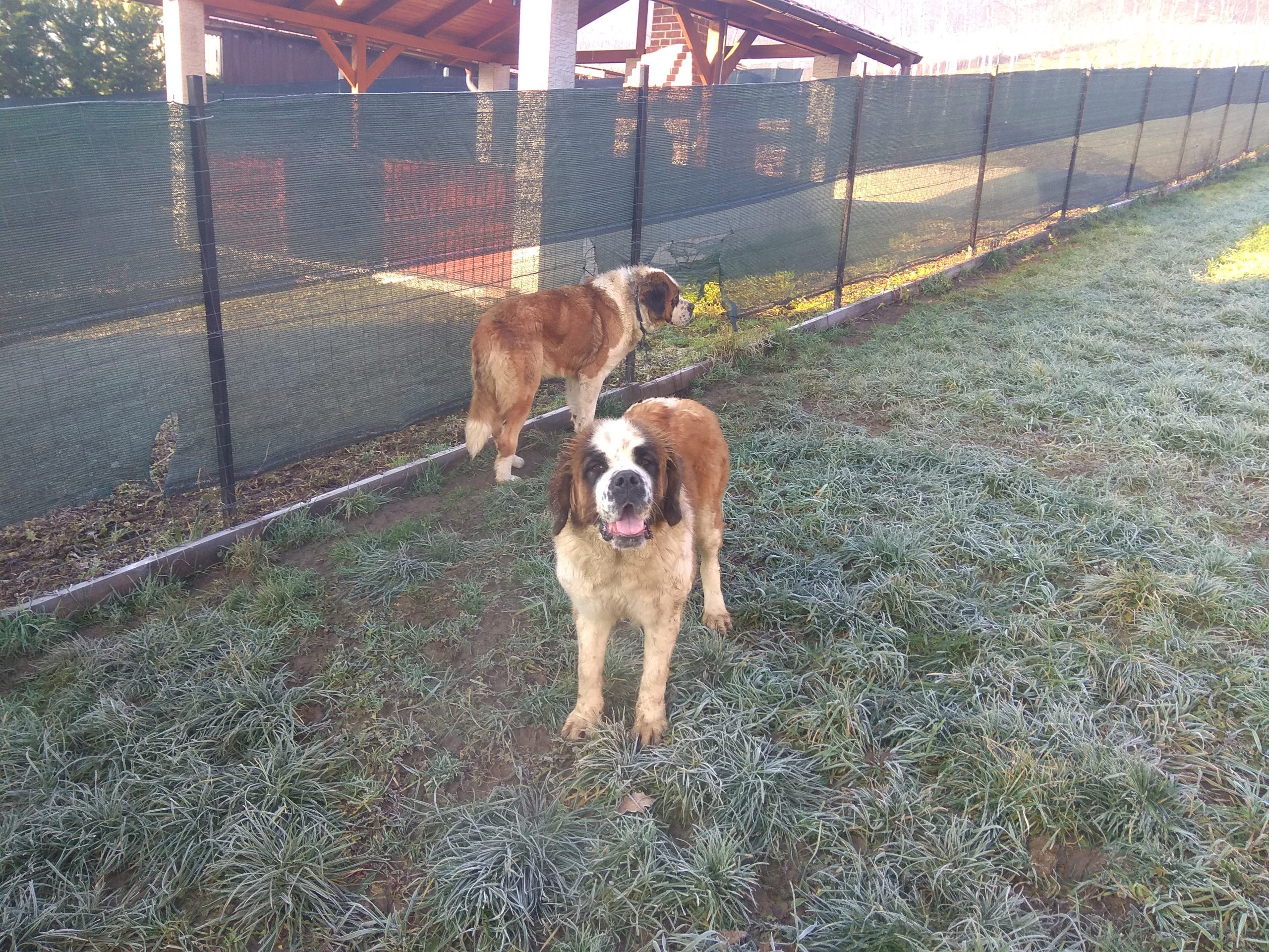 Vând Saint Bernard