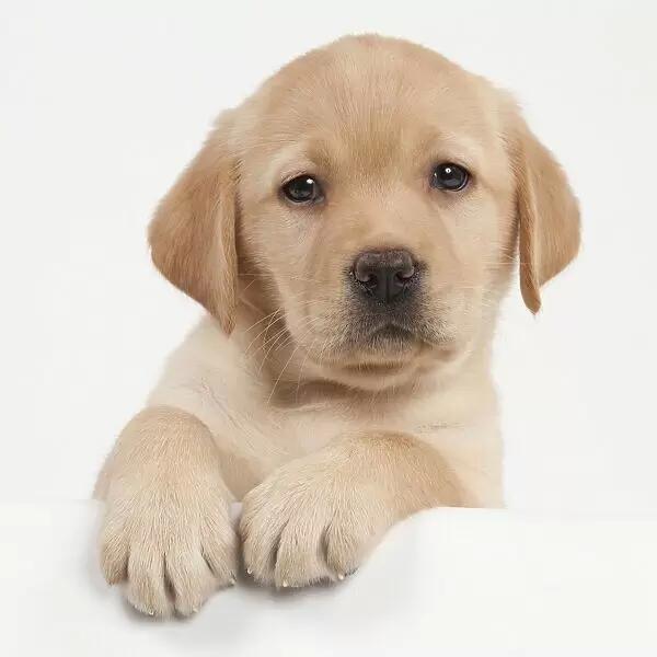 Catei Labrador cu microcip,garantie si factura fiscala