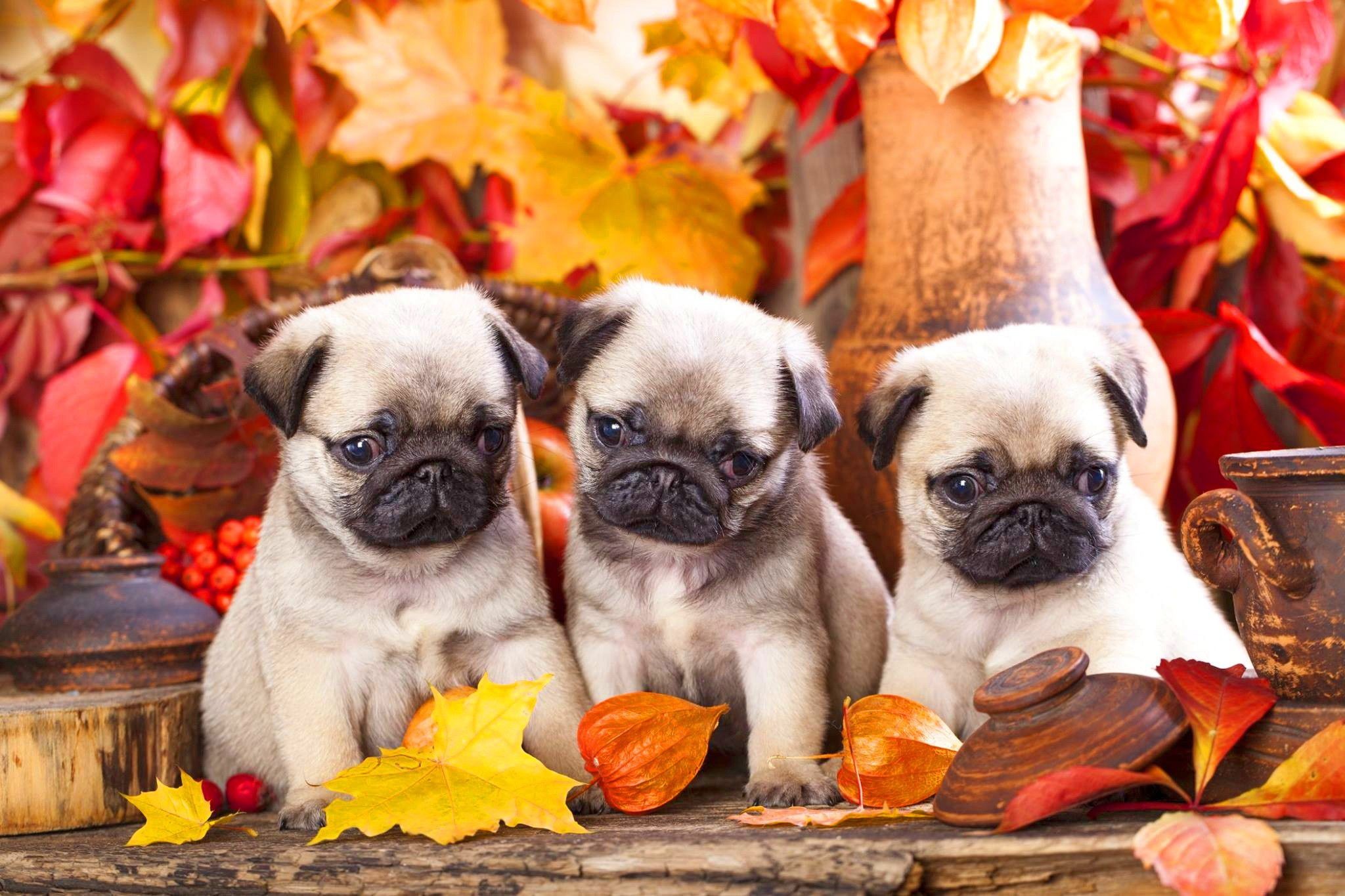 Catei Mops Pug cu microcip,carnet de sanatate si factura fiscala
