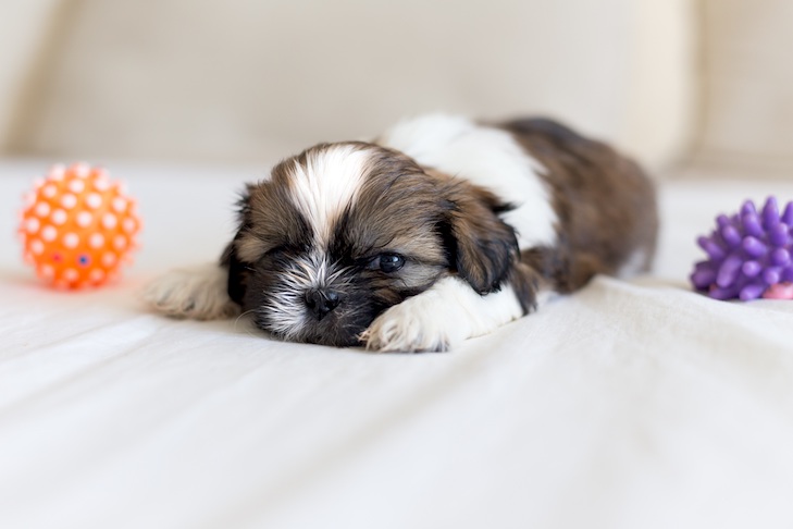 Catei Shih Tzu cu microcip,carnet de sanatate si factura fiscala