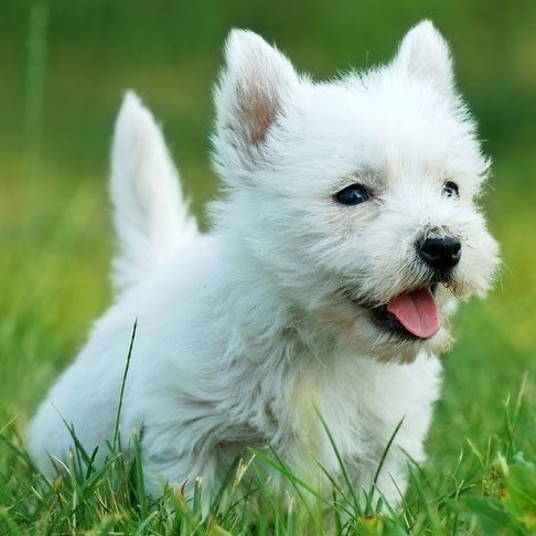 Puiuti Westie de vanzare cu microcip,carnet de sanatate si factura fiscala