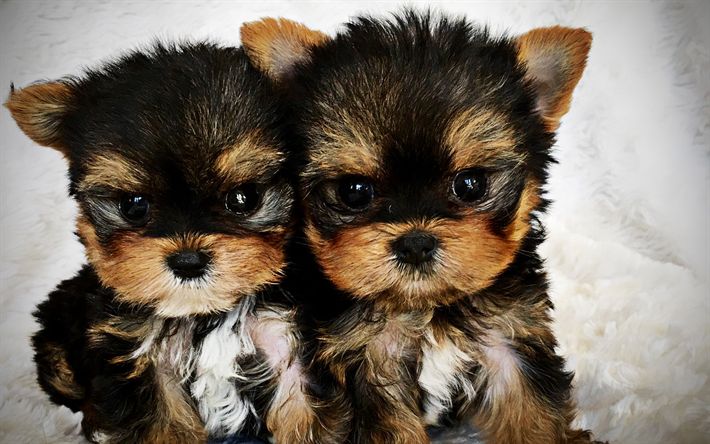 Catei Yorkshire Terrier Toy cu garantie,carnet de sanatate si factura fiscala