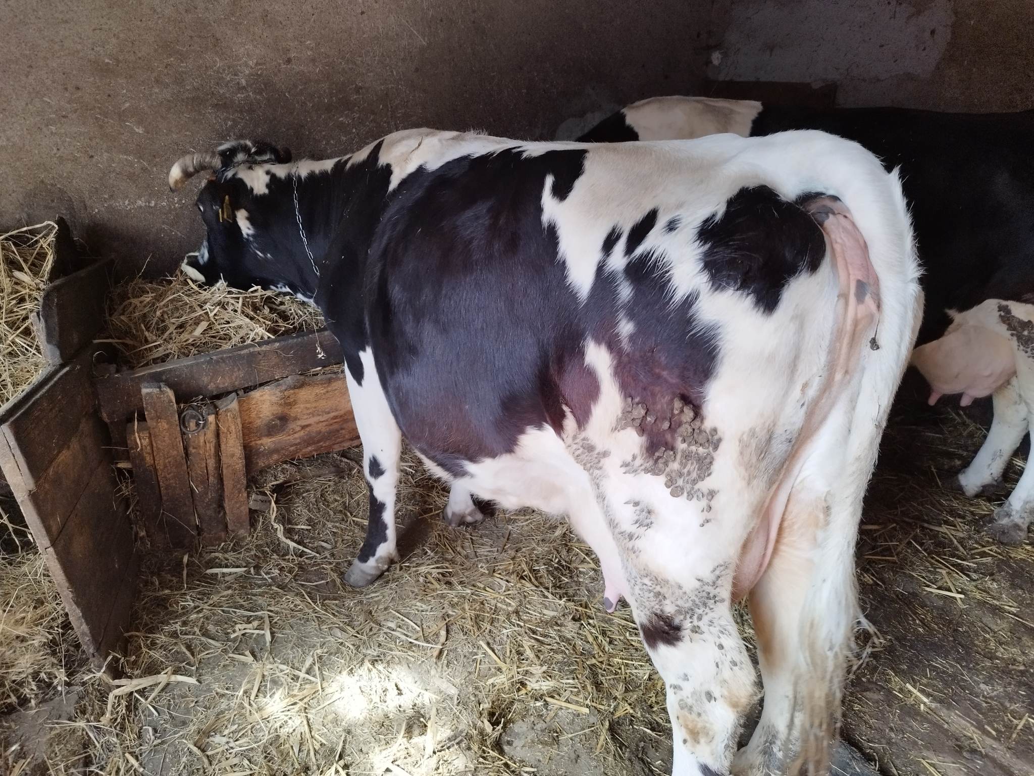 Vand vaca, trebuie sa fete in mai