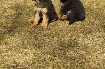 received_547495460809233