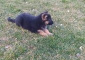 Ciobanesc german