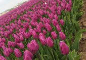 Muncitori în producția de flori în Olanda