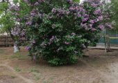 Casa in Satul BALACIU Judetul Ialomita