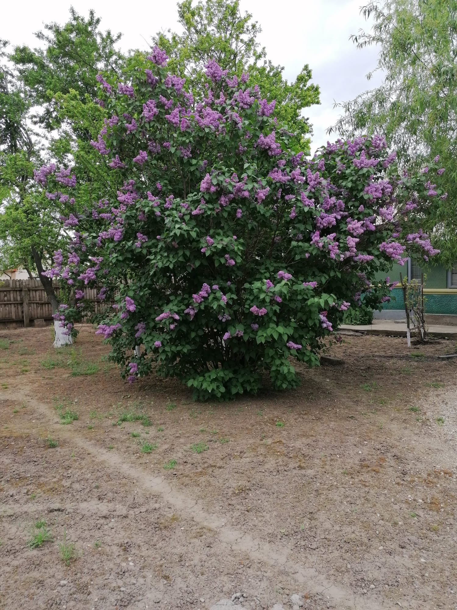 Casa in Satul BALACIU Judetul Ialomita