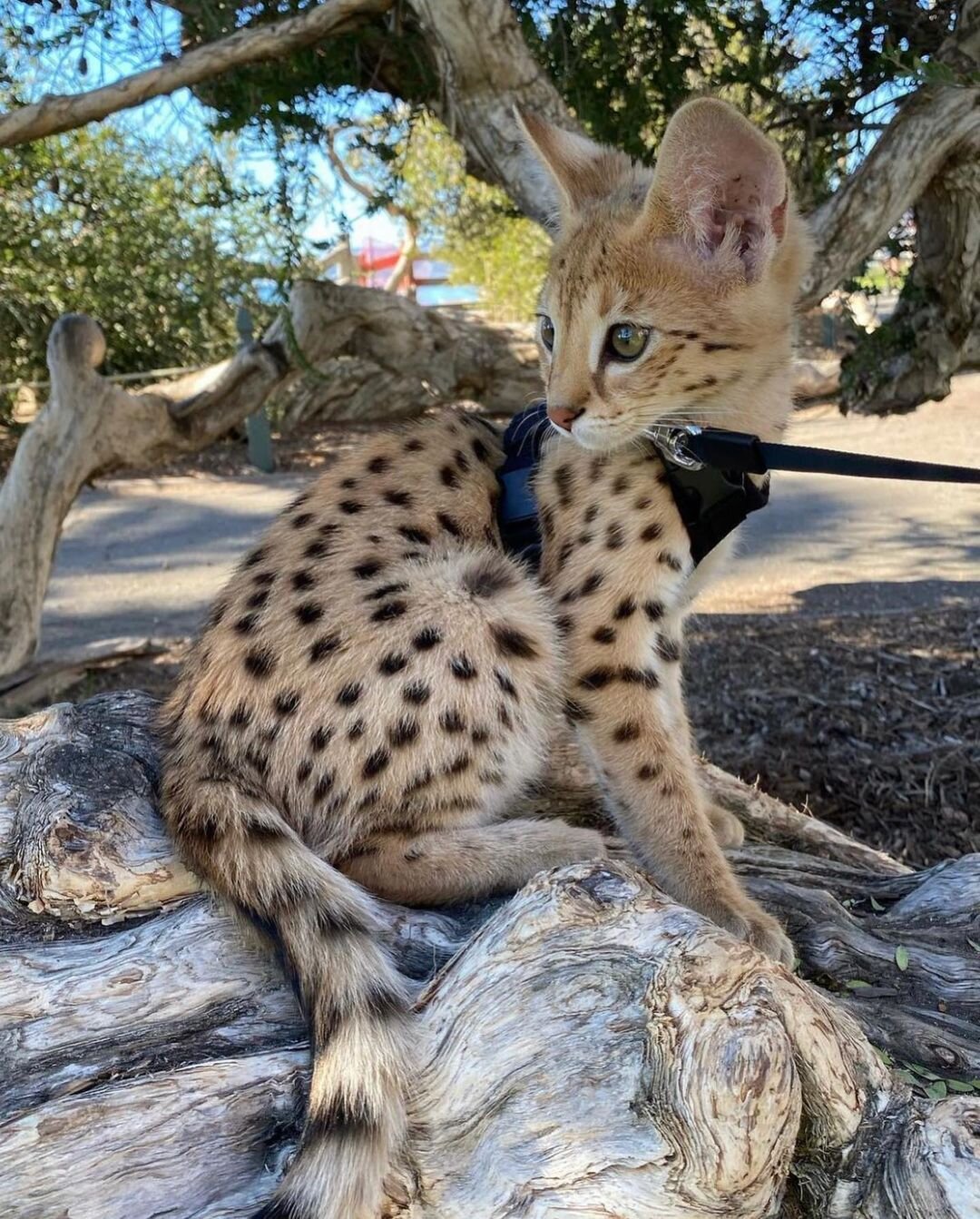 Pisicuta savana, caracal, serval disponibil