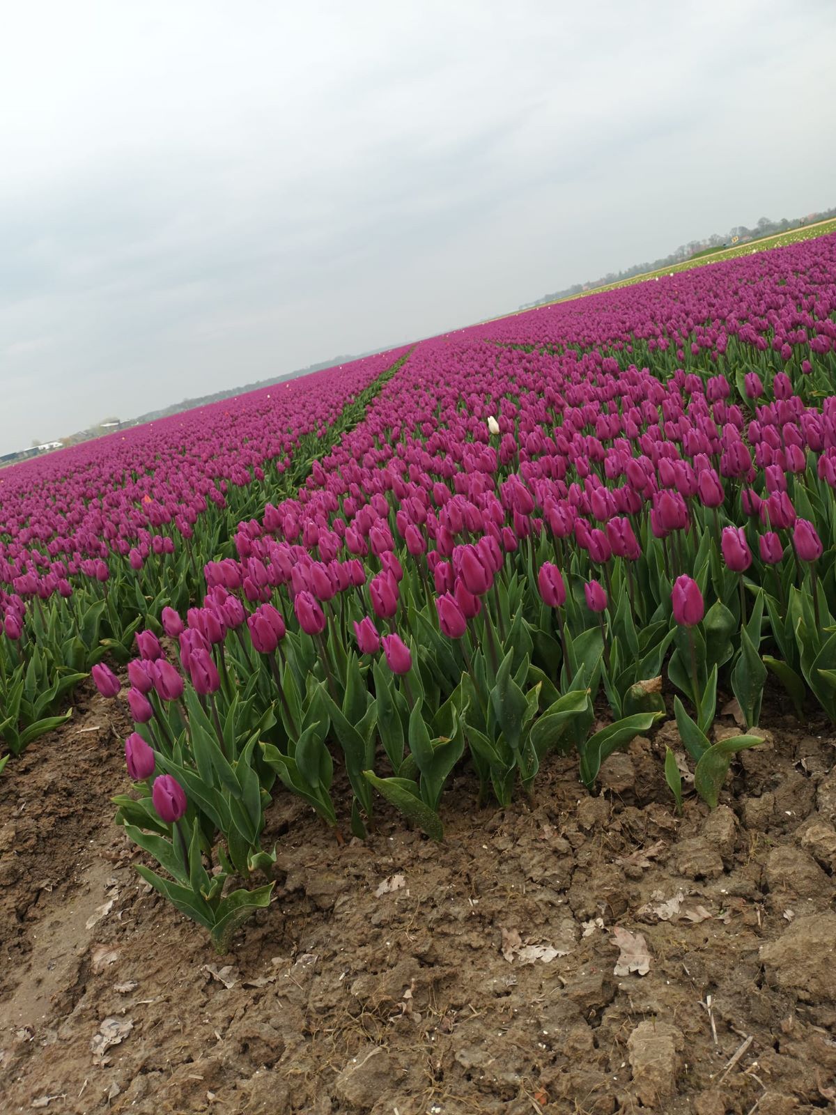 Muncitori în producția de plante / flori în sere – Olanda
